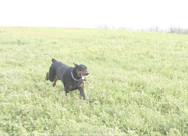 Photo de Dobermann