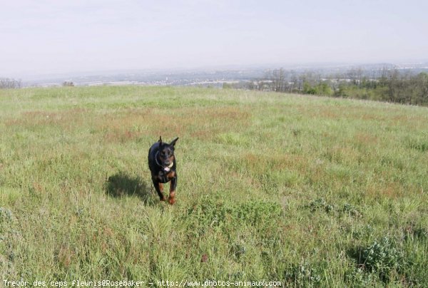 Photo de Dobermann