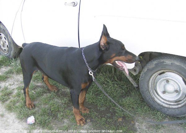 Photo de Dobermann