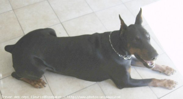 Photo de Dobermann