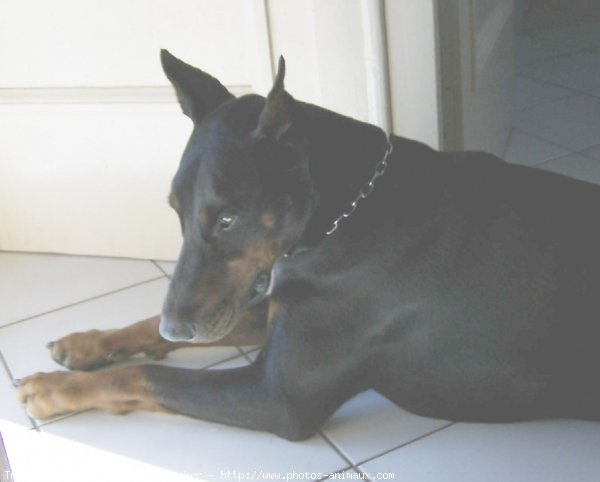 Photo de Dobermann