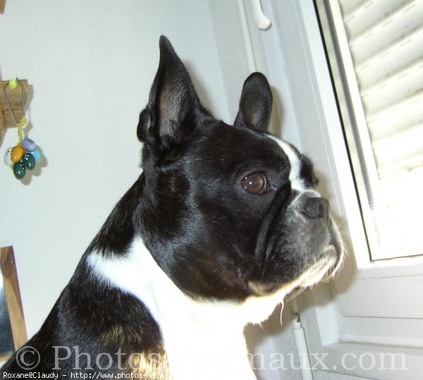 Photo de Boston terrier