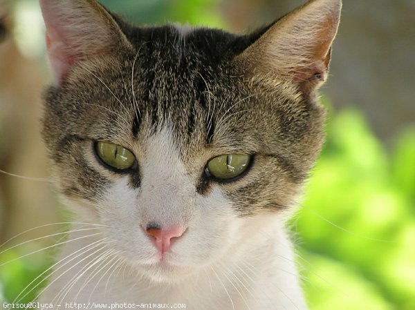 Photo de Chat domestique