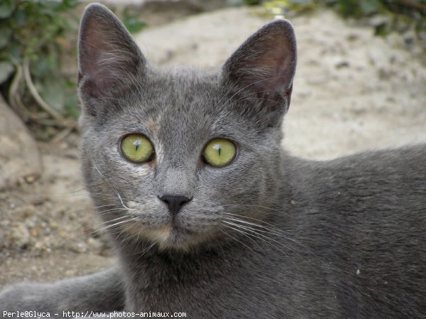 Photo de Chat domestique