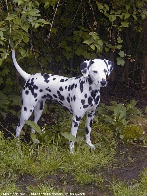 Photo de Dalmatien