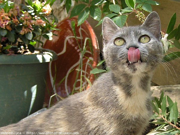 Photo de Chat domestique