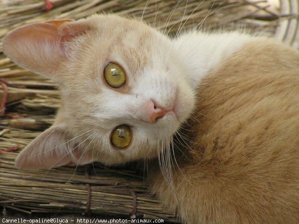 Photo de Chat domestique