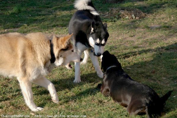 Photo de Husky siberien