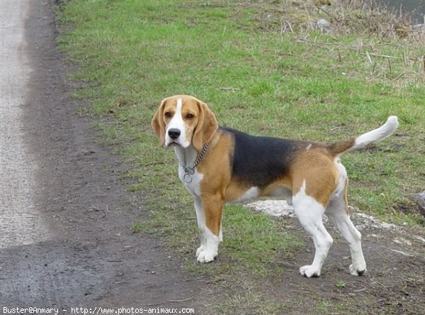 Photo de Beagle