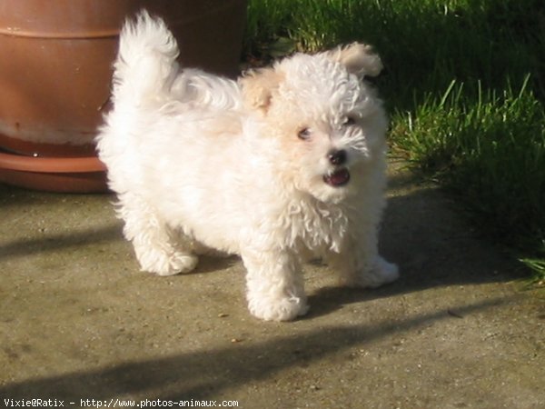 Photo de Bichon  poil fris