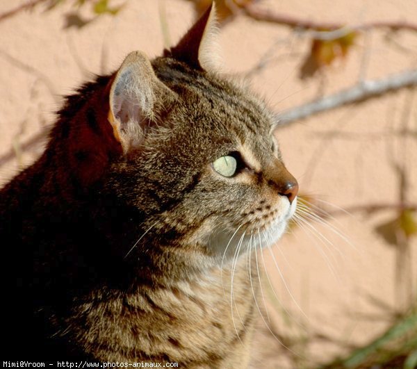 Photo de Chat domestique