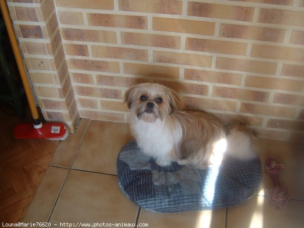 Photo de Shih tzu