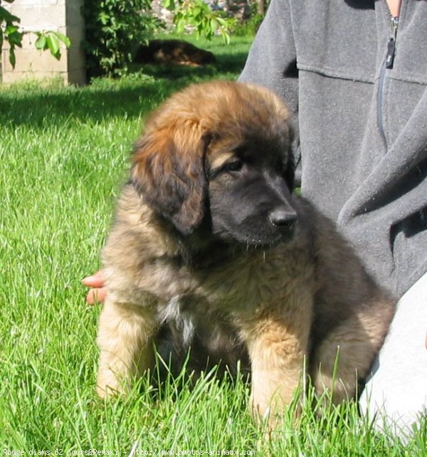 Photo de Leonberg