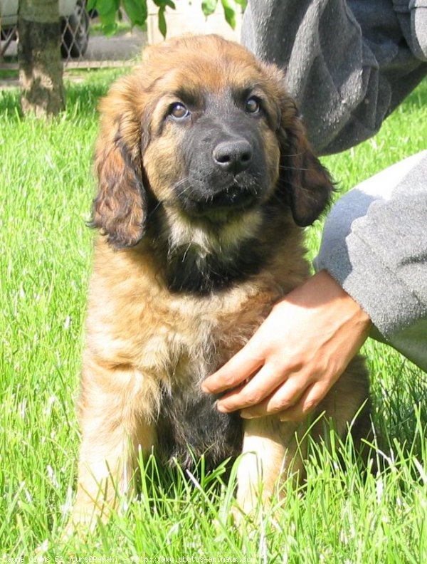 Photo de Leonberg