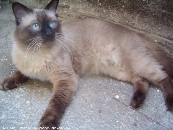 Photo de Sacr de birmanie