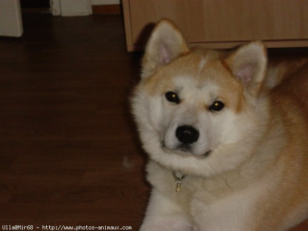 Photo d'Akita inu