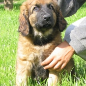 Photo de Leonberg