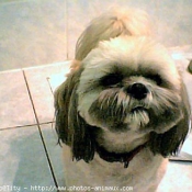 Photo de Shih tzu