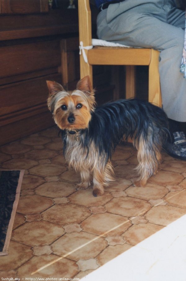 Photo de Yorkshire terrier