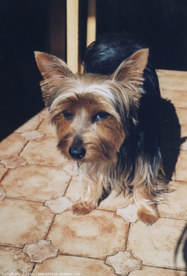 Photo de Yorkshire terrier