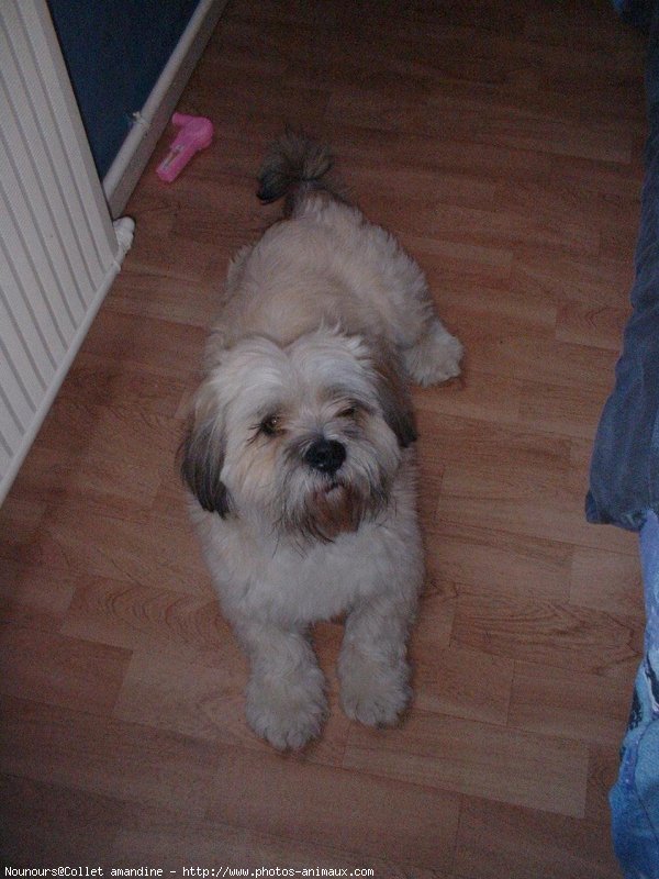 Photo de Lhassa apso