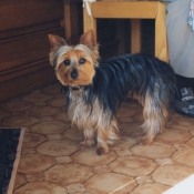 Photo de Yorkshire terrier