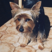 Photo de Yorkshire terrier