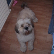 Photo de Lhassa apso