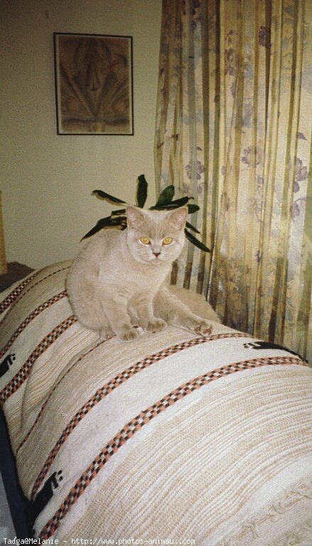 Photo de British shorthair