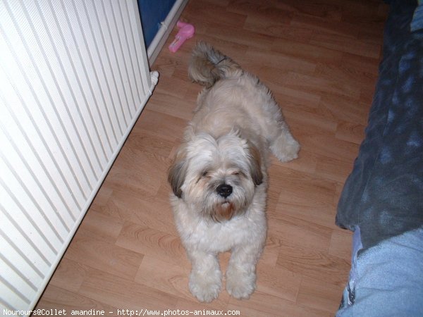 Photo de Lhassa apso