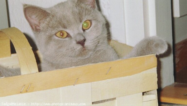 Photo de British shorthair