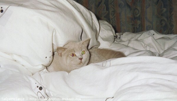 Photo de British shorthair