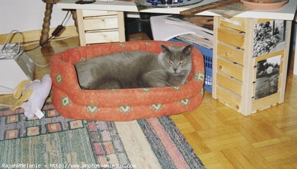 Photo de Chartreux