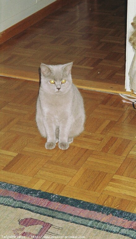 Photo de British shorthair