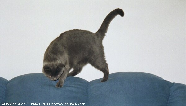 Photo de Chartreux