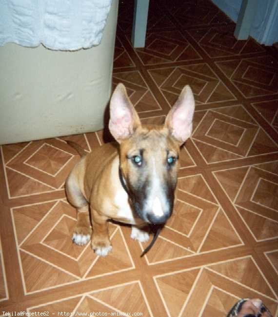 Photo de Bull terrier miniature