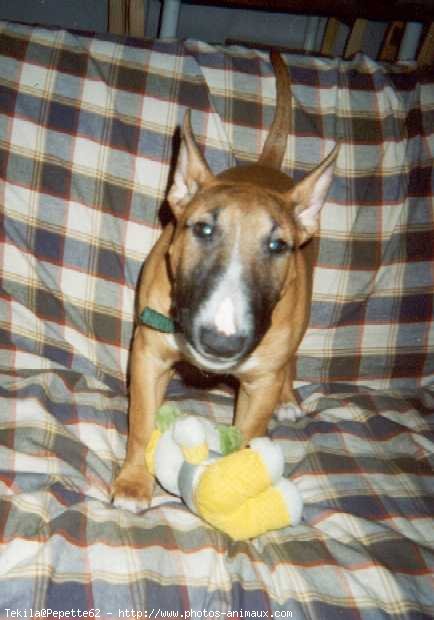 Photo de Bull terrier miniature