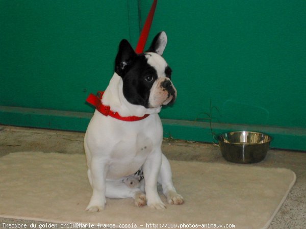 Photo de Bouledogue franais