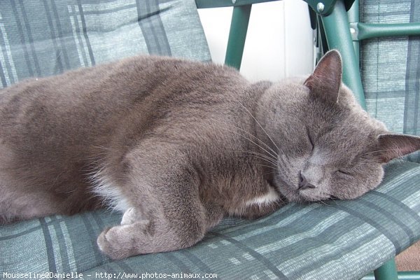 Photo de Chartreux