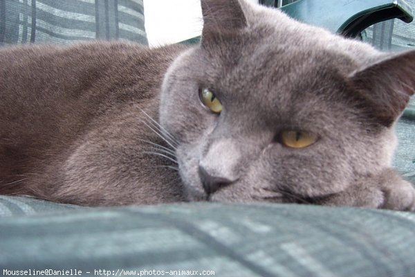 Photo de Chartreux