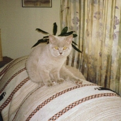 Photo de British shorthair