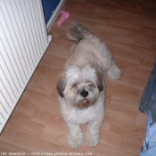 Photo de Lhassa apso