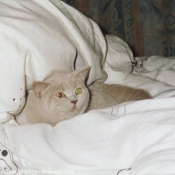 Photo de British shorthair