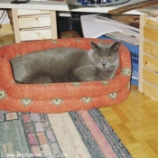 Photo de Chartreux