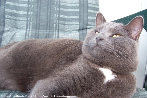 Photo de Chartreux