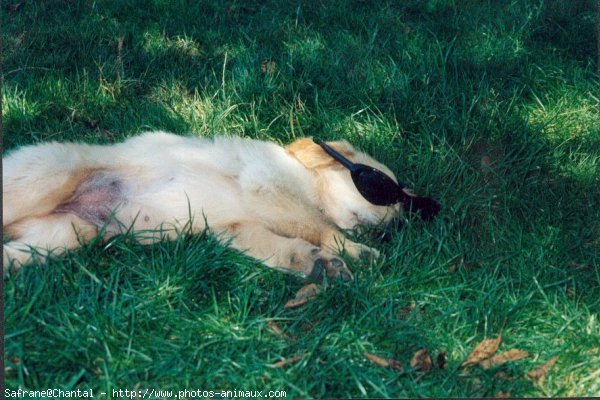 Photo de Golden retriever