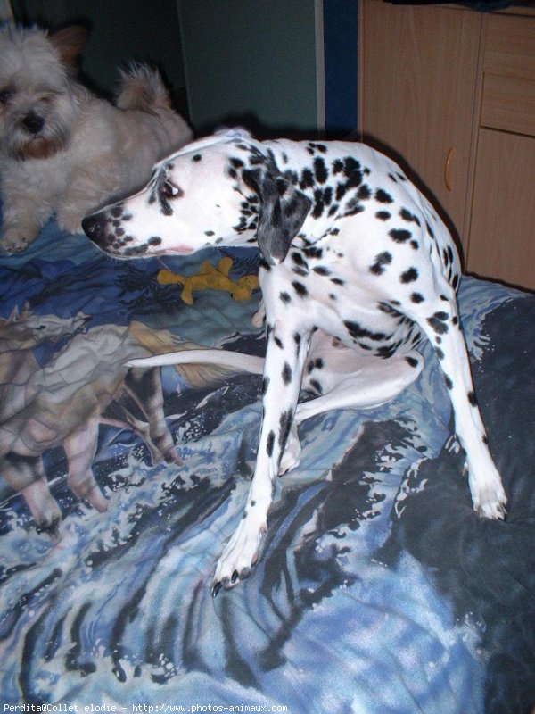 Photo de Dalmatien