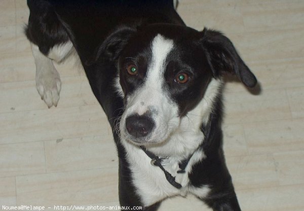 Photo de Border collie