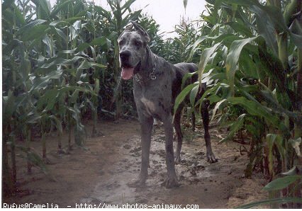 Photo de Dogue allemand