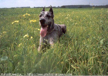 Photo de Dogue allemand